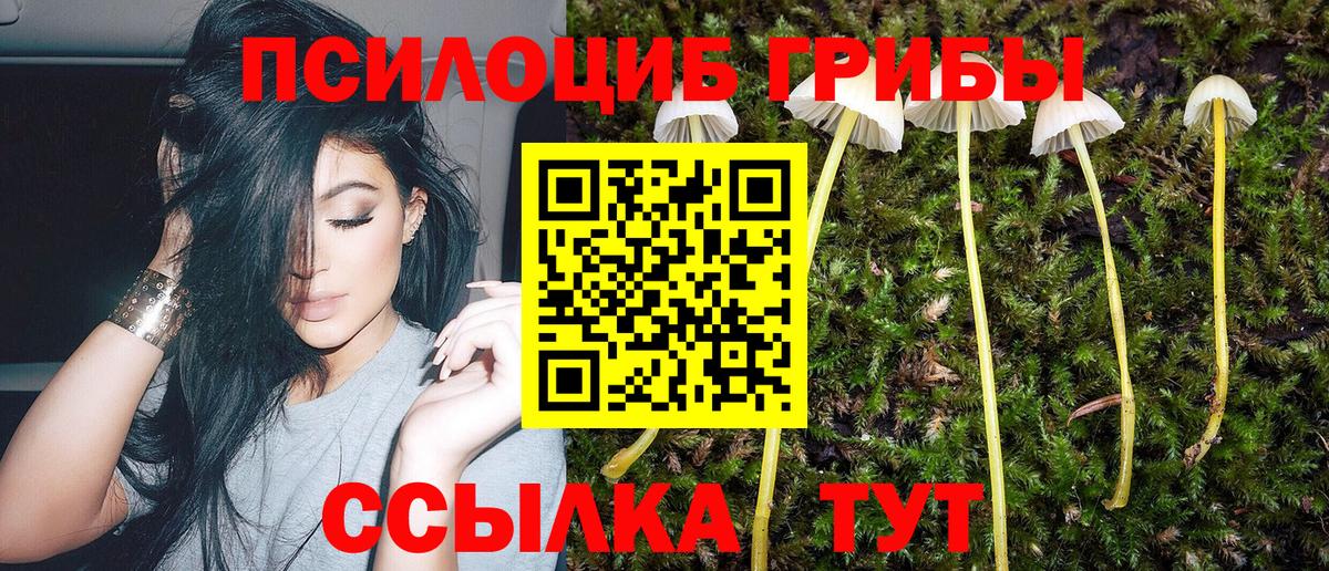 Псилоцибиновые грибы Psilocybine cubensis  Вход с VPN  Камышин  Псилоцибиновые грибы Cubensis 